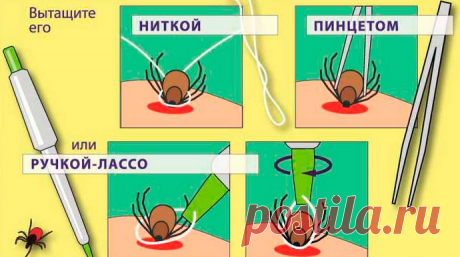 12 видов укусов насекомых и что делать при каждом из них (часть 1) - медиаплатформа МирТесен