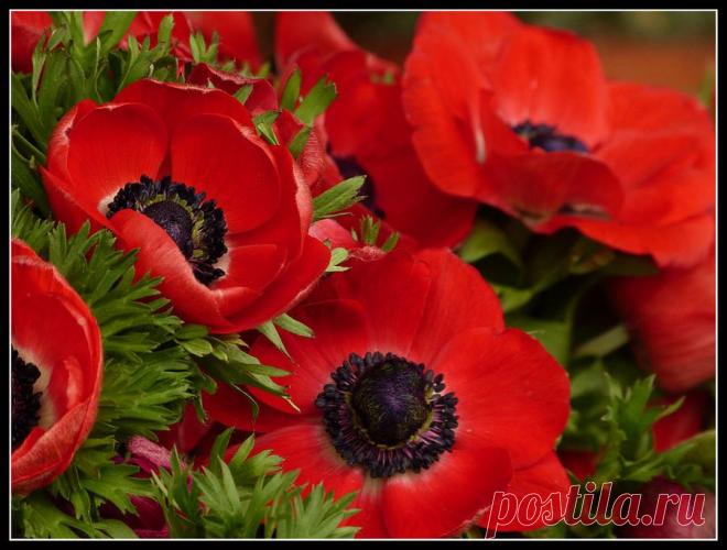 ✿*✿* ВЕРНИСАЖ *✿*✿
🌸 Екатерина 🌸