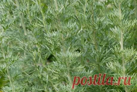 Лечение заболеваний травой полыни горькой. | Советы Народной Мудрости