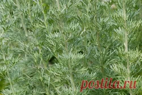 Лечение заболеваний травой полыни горькой. | Советы Народной Мудрости