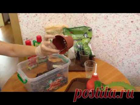 Пересадка детки стрептокарпуса на фитиль