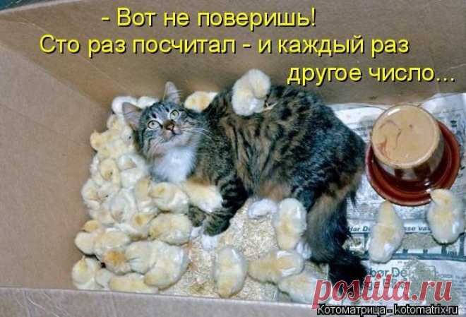 Лучшие котоматрицы недели / Питомцы
