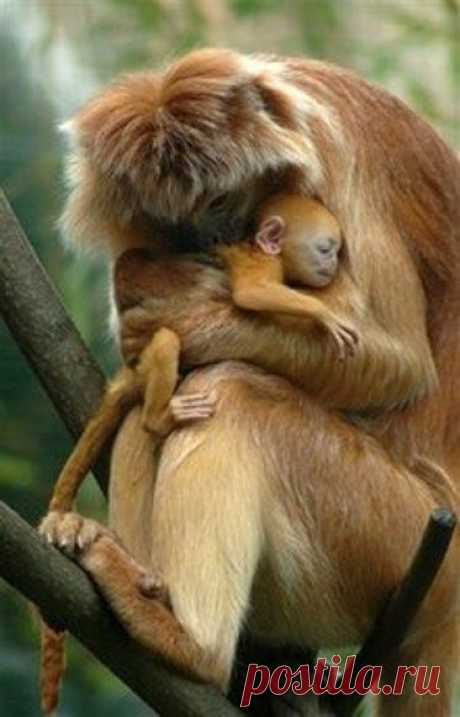 Cute Javan Monkey