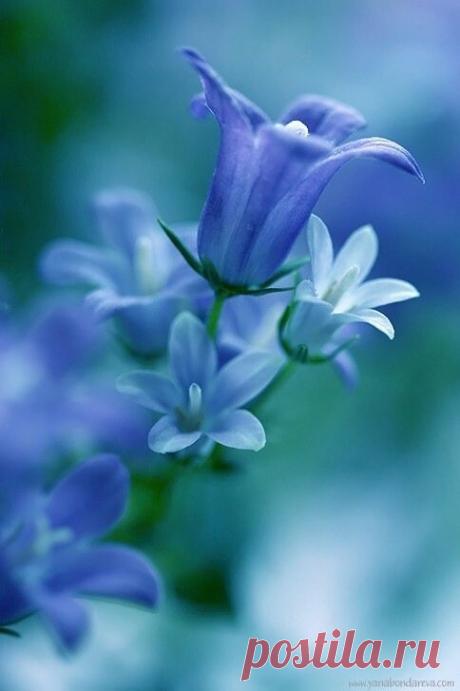 i (484×727)