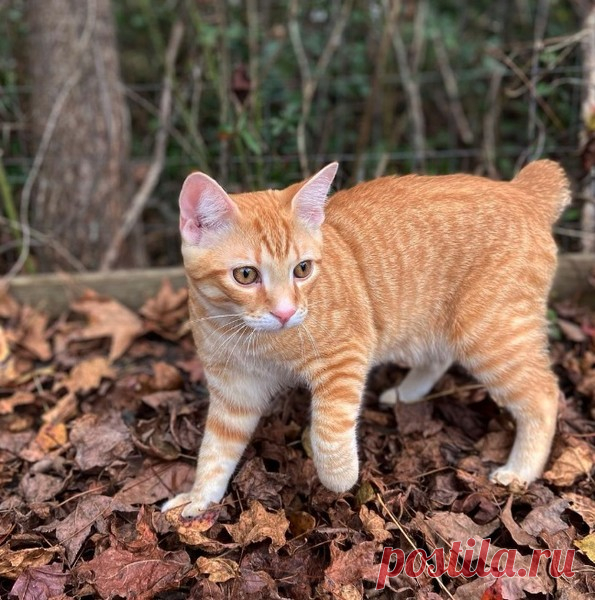 Вместе навсегда: 10 пород кошек-долгожителей: Мэнкс