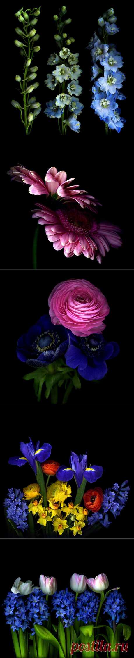 Красота на черном фоне..