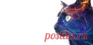 CATS - Google Search