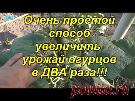 Увеличиваем урожай огурцов в ДВА(!!!) раза одним лёгким движением руки!