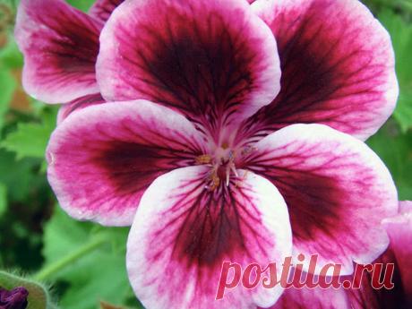 Цветок пеларгония королевская – уход в домашних условиях: размножение пеларгонии королевской черенками