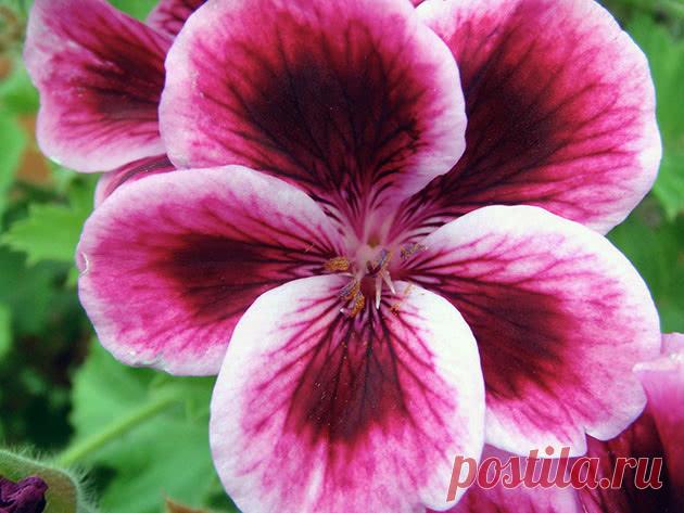 Цветок пеларгония королевская – уход в домашних условиях: размножение пеларгонии королевской черенками