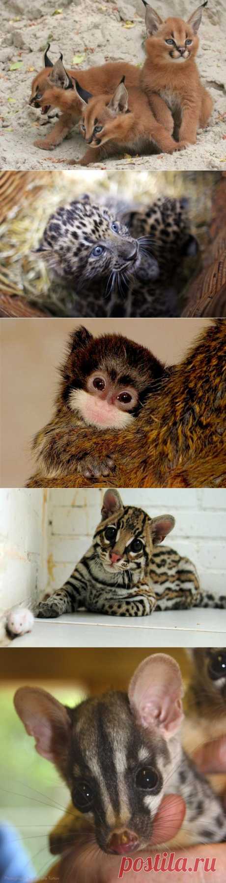 Умилительные зверята