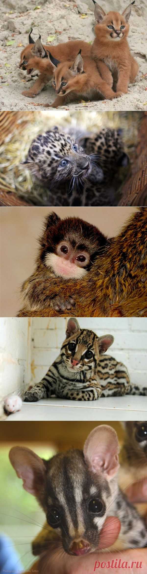 Умилительные зверята