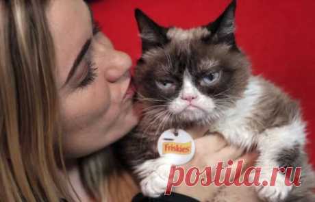 Grumpy Cat остался с нами в мемах навечно . Тут забавно !!!