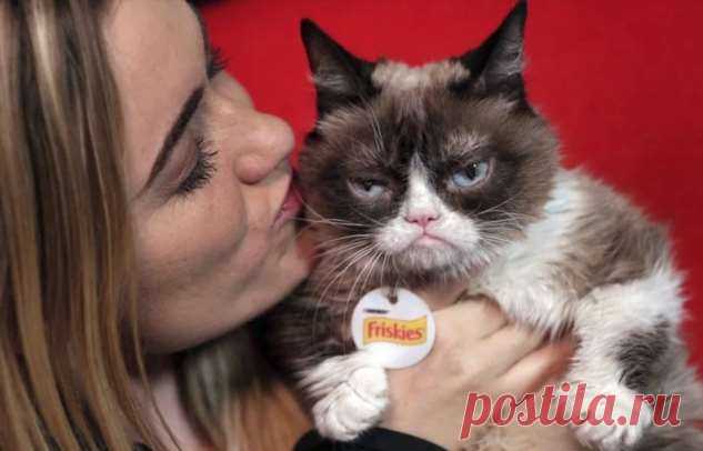 Grumpy Cat остался с нами в мемах навечно . Тут забавно !!!