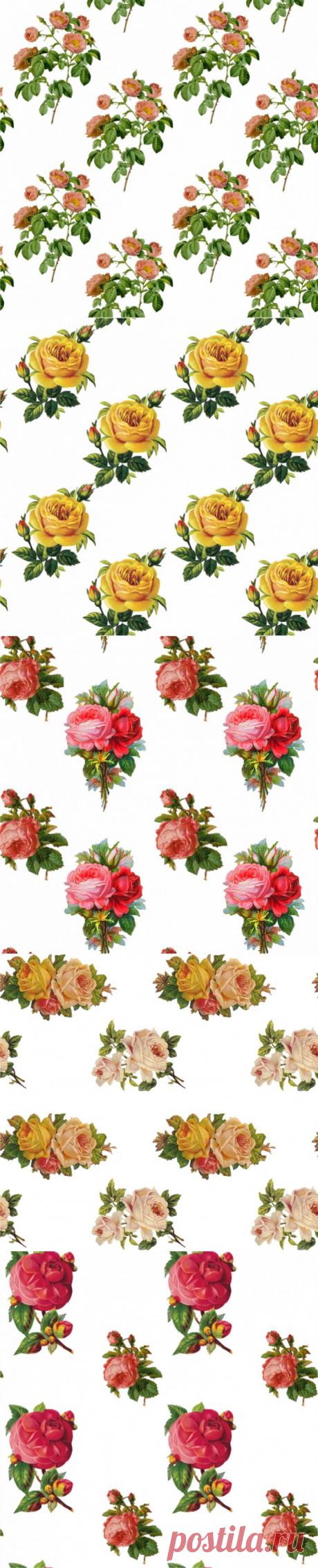 Розы на прозрачном фоне.