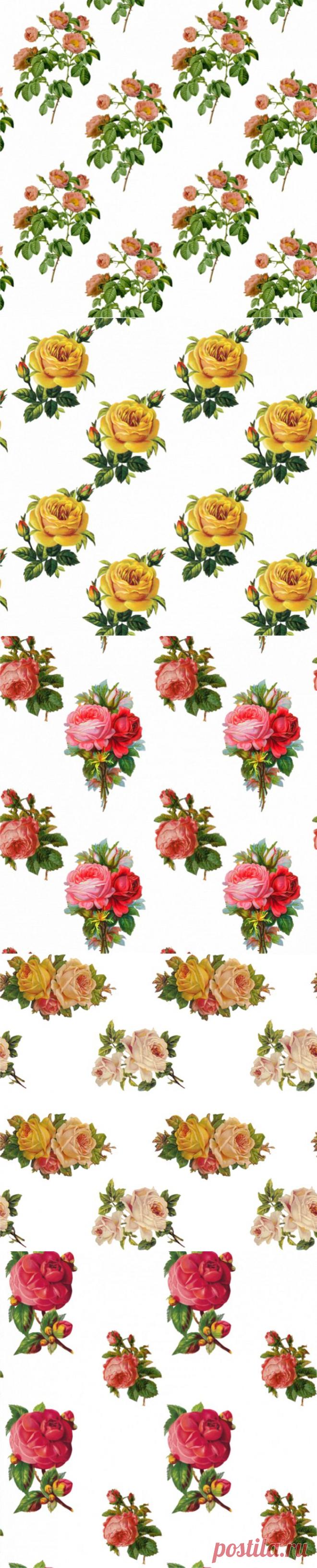 Розы на прозрачном фоне.