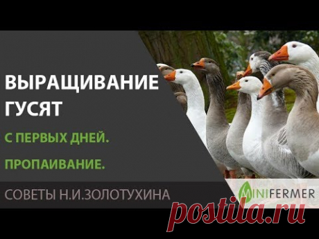 ВЫРАЩИВАНИЕ ГУСЯТ С ПЕРВЫХ ДНЕЙ. Пропаивание (состав раствора). А также про кокцидиоз, глисты, корм.