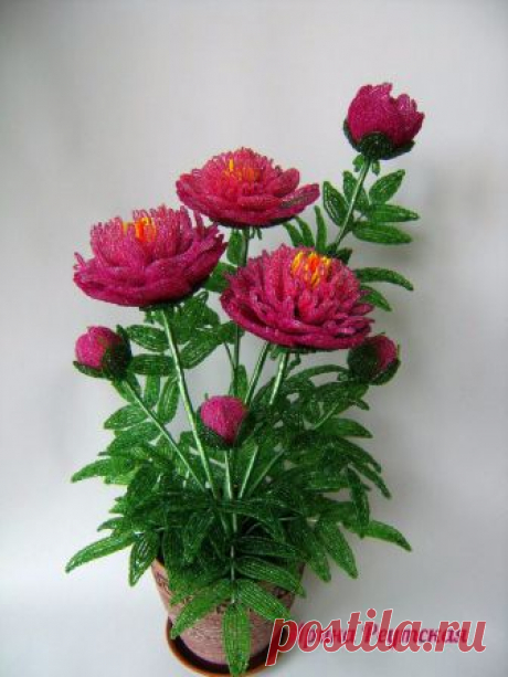 Куст пионов МК ( автор: Ирина Реутская)