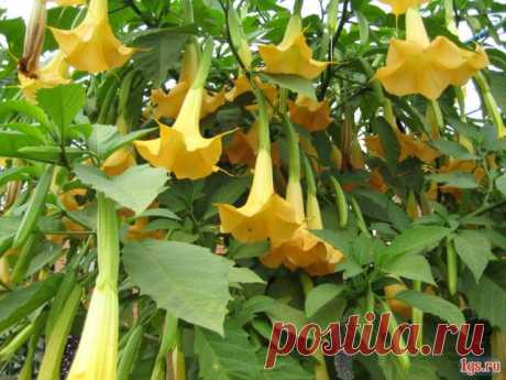 Бругмансия - описание, размножение, уход, посадка, фото, применение в саду, сорта и виды