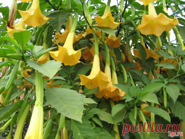 Бругмансия - описание, размножение, уход, посадка, фото, применение в саду, сорта и виды