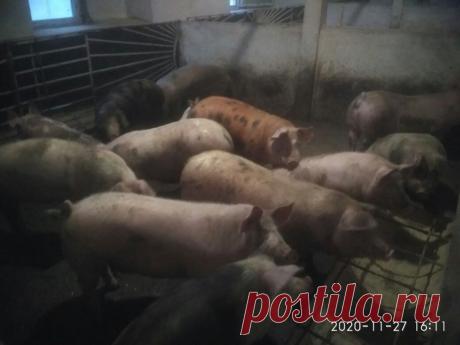 Продам свині, свиней м'ясних порід: 47 грн. - Сельхоз животные Каменец-Подольский на Olx