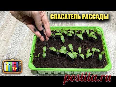 Аптечный спасатель рассады! Просто сыплю под рассаду и она никогда не болеет