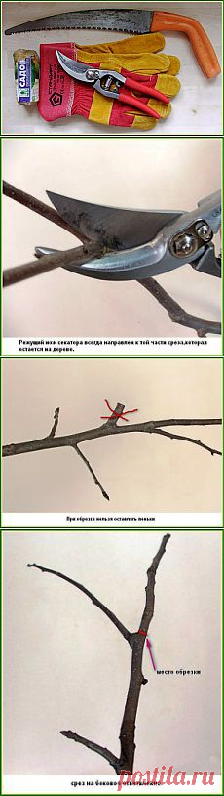 Обрезка деревьев плодовых.  Мастер-класс с фото.| Дачная жизнь - сад, огород, дача.

В данном мастер-классе мы рассмотрим основные правила санитарной обрезки плодовых деревьев в весеннем саду.