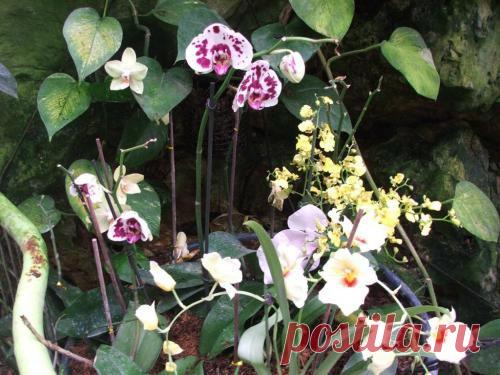 Легенда об орхидее или парк "Утопия" | Блог Ботинок