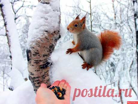Фото: Есть или не есть.... Татьяна Соловьева (Тата). Фото животных - Фотосайт Rasfokus.ru