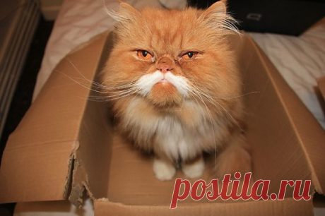 Этот Box пахнет забавным, но я ценю мысли | Самые симпатичные Paw