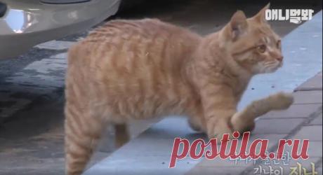 She Found This "Broken" Cat Nobody Would Help, Now WATCH What She Does... OMG!! This Is BEAUTIFUL! Some things are universal, and the kindness of an animal-loving heart is one of them.  Long live the rescuers!  Although the subtitles for this one are in Korean, this beautiful rescue story--about a woman who found a broken kitty desperately in need of help, gradually earned his trust, and eventually saved him--is so easy to follow (and familiar t...