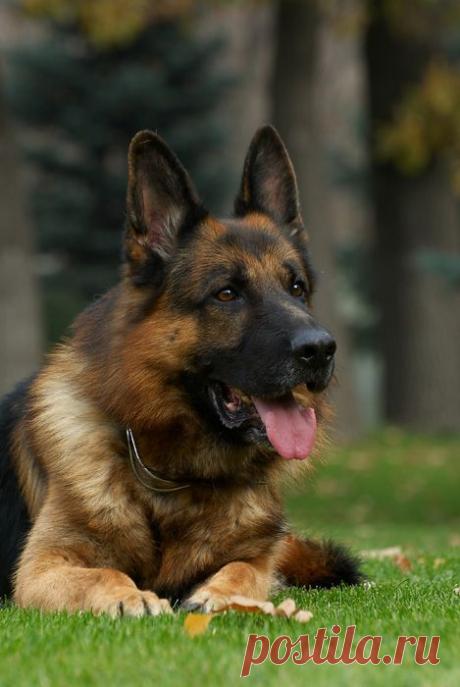 Красавец Nado van Noort, питомник Рахимжан. Фото Позднякова Михаила.