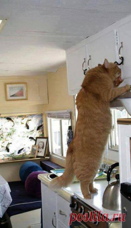 Толстопузики - """"МИР ВОКРУГ НАС - Группы Мой Мир