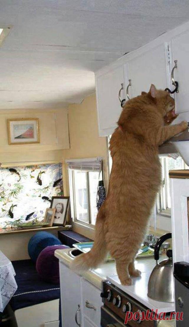 Толстопузики - 