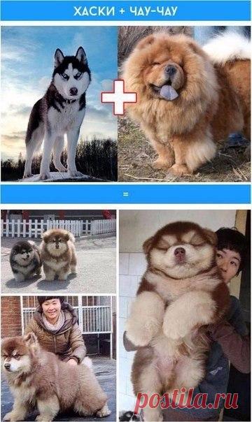 Забавные смешанные породы собак