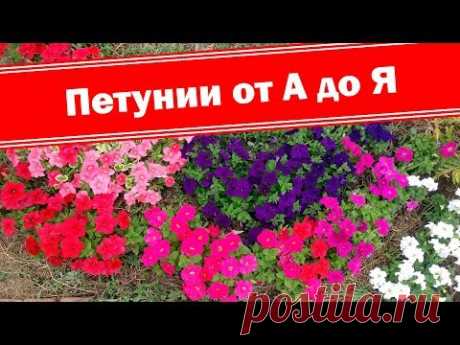 Петуния от посева до цветения. Как легко выращивать петунии