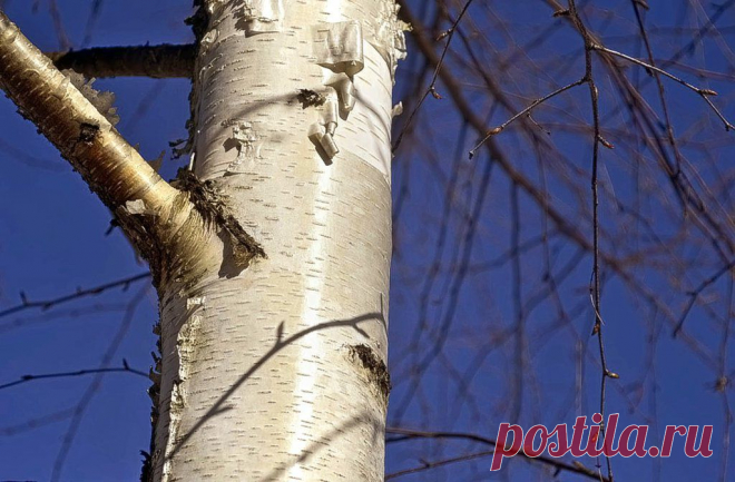 Отчего так в России березы шумят...