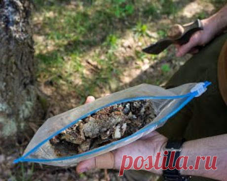 Добыча и использование сосновой смолы. Клей из смолы