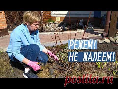 Обрезка метельчатой гортензии весной / Садовый гид