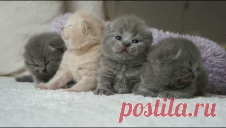 Мой Мир@Mail.Ru
