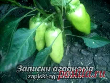 Как выращивать перец в открытом грунте &amp;bull; zapiski-agronoma.ru
