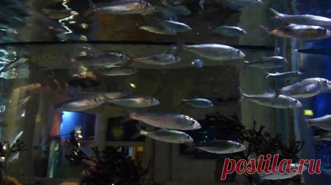 Океанариум Sea Life в Хельсинки: завораживающий морской мир Недалеко от паркового комплекса Линнанмяки, который находится в Хельсинки, расположен океанариум Sea Life, насчитывающий больше пятидесяти аквариумов различных размеров, где водятся коралловые рыбки, медузы и даже целые косяки сельди. И все же наиболее яркой достопримечательностью...