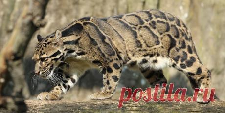 clouded leopard Ouwehand LF1A1252 | safi kok | Flickr