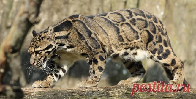clouded leopard Ouwehand LF1A1252 | safi kok | Flickr