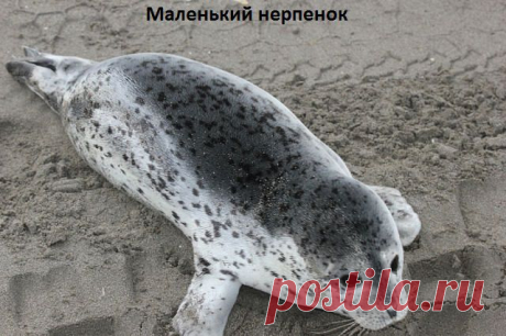 вот такой я ...