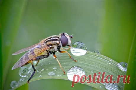 David Chambon photographie - MACRO