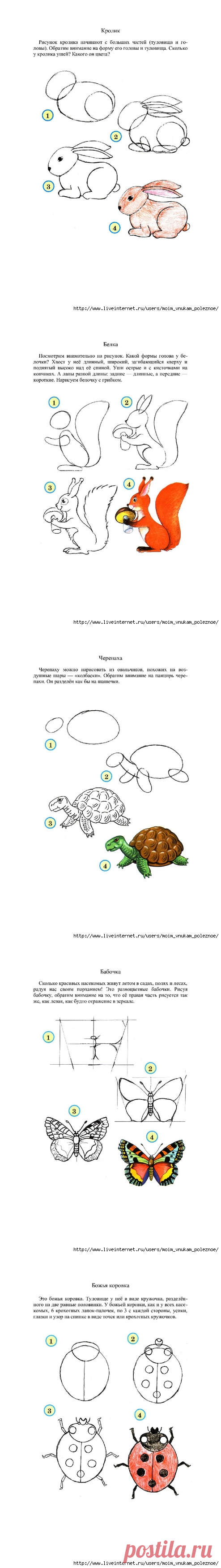 Рисуем животных, птиц, насекомых, рыб поэтапно