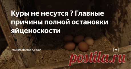 Куры не несутся ? Главные причины полной остановки яйценоскости Меньше яиц - добавляю белок. Прекращают нестись - увеличиваю длительность света, особенно зимой и межсезонье. Уважаемые копирайтеры и  рерайтеры ! 
Замечу в Ваших статьях схожесть с моими - буду банить ! Представлюсь:  Вячеслав Воронов 1965 г.р. Тверская область.     
Хобби: куры, рыборазведение и ещё 33 специальности.   
Связь со мной в конце статьи. ✔️  Кстати! Welcome, вы на канале  Хозяйство Воронова   С п...