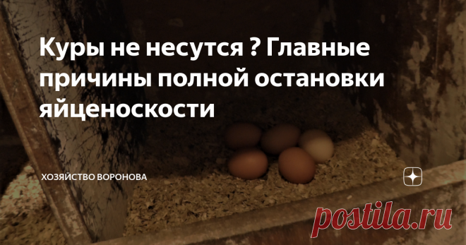 Куры не несутся ? Главные причины полной остановки яйценоскости Меньше яиц - добавляю белок. Прекращают нестись - увеличиваю длительность света, особенно зимой и межсезонье. Уважаемые копирайтеры и  рерайтеры ! 
Замечу в Ваших статьях схожесть с моими - буду банить ! Представлюсь:  Вячеслав Воронов 1965 г.р. Тверская область.     
Хобби: куры, рыборазведение и ещё 33 специальности.   
Связь со мной в конце статьи. ✔️  Кстати! Welcome, вы на канале  Хозяйство Воронова   С п...