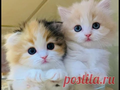 😻 Самые милые существа в мире 🐈 Подборка смешных котят для хорошего настроения! 😸